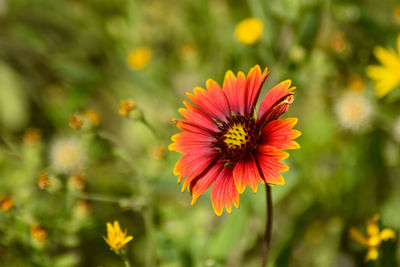 Close-up of orange flower against blurred background