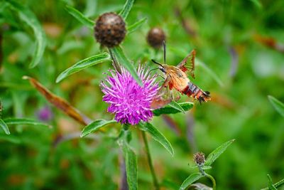 Close-up of honey bee on thistle