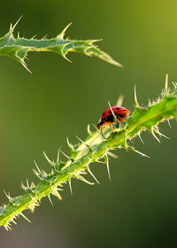 Close-up of ladybug on pricky stem