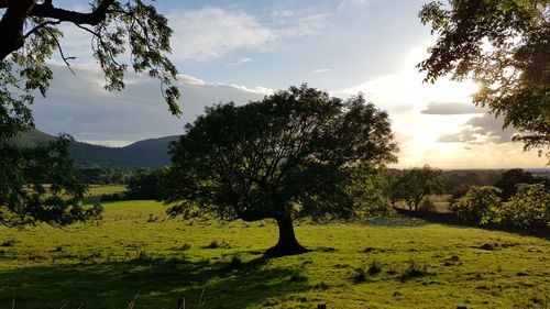 Trees on field against sky