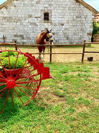 Horse standing on field against wall