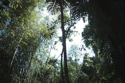 Low angle view of coconut palm trees in forest against sky