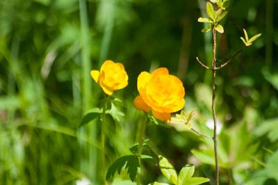 Close-up of yellow flowers blooming outdoors