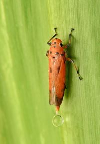 Close-up of insect on leaf