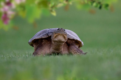 Close-up of a turtle on field