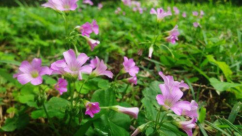 Close-up of purple flowers blooming in field