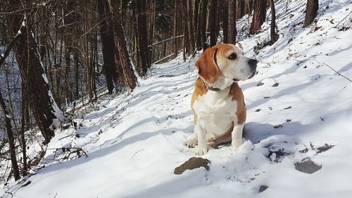 Dog on snow covered land