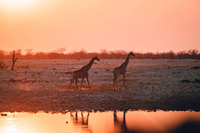 Two horses in a lake