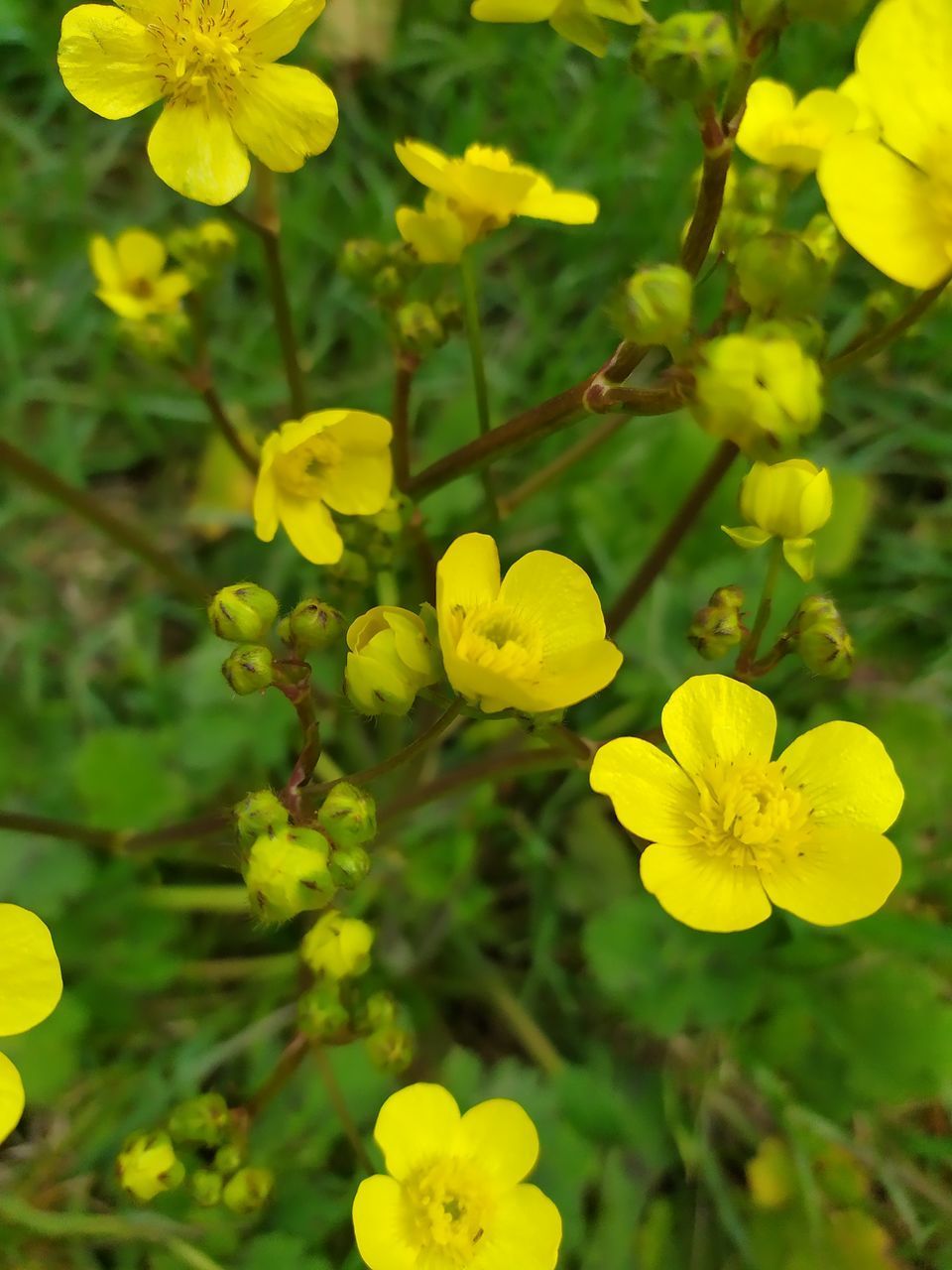 CLOSE-UP OF YELLOW FLOWERING PLANTS