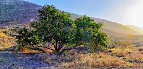 Trees growing on mountain against sky