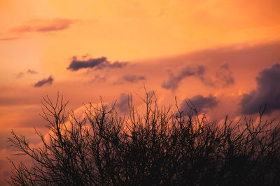 Silhouette plants against dramatic sky during sunset