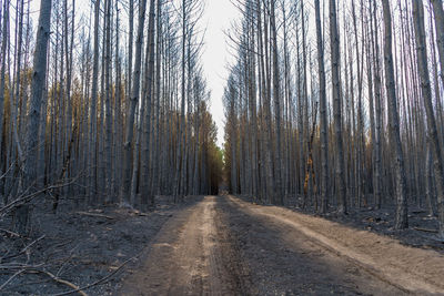 Road amidst trees in forest