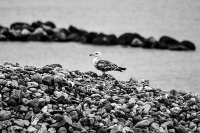 Bird perching on rock