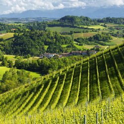 Scenic view of agricultural field