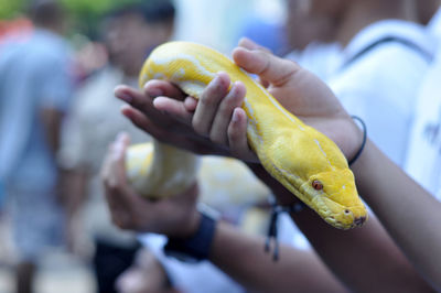 Close-up of hand holding snake head