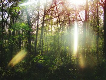 Sun shining through trees