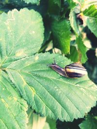 Close-up of insect on leaf