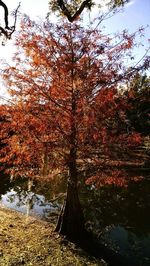 Trees in forest during autumn