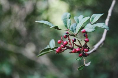 Close-up of red berries on plant