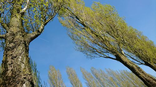 Low angle view of trees against clear blue sky