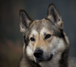 Close-up portrait of dog