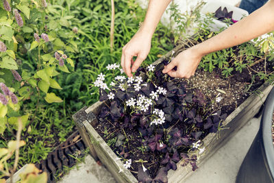 Cropped hands picking flowers by plants