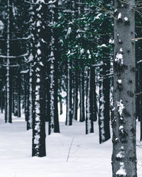 Trees in forest during winter