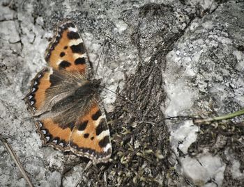 Close-up of butterfly