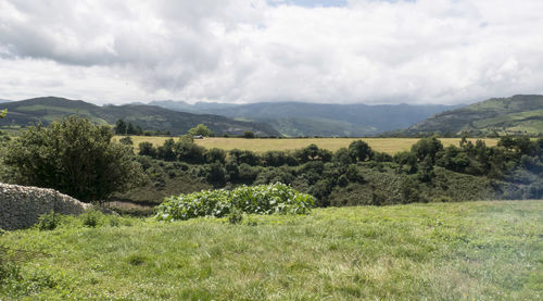 Scenic view of field against sky