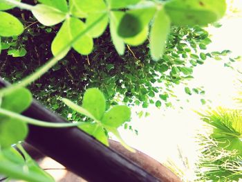 Close-up of fresh green plant