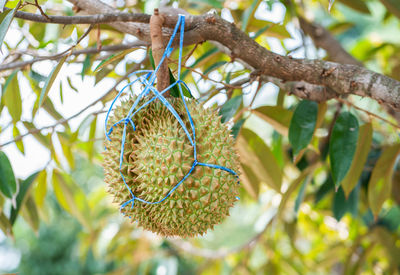 Close-up of fruit growing on tree