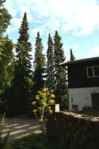 Low angle view of trees against sky