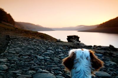 Dog on mountain by sea against sky during sunset