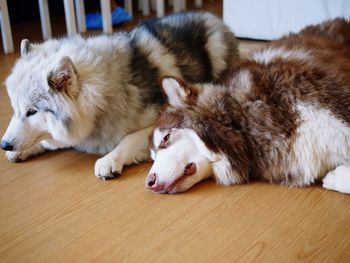 Close-up of a dog sleeping at home