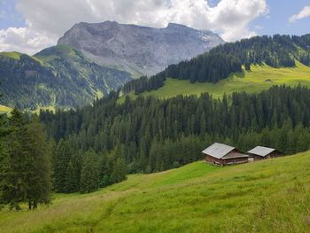 Scenic view of pine trees on field against sky