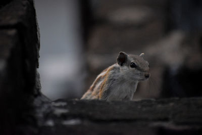 Close-up of looking away on tree