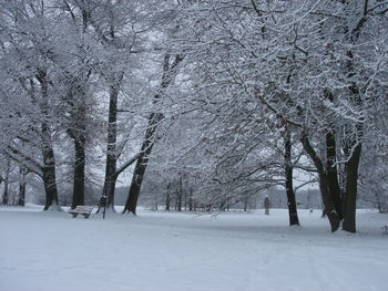 Trees on snow covered landscape