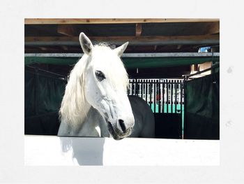 White horse in stable