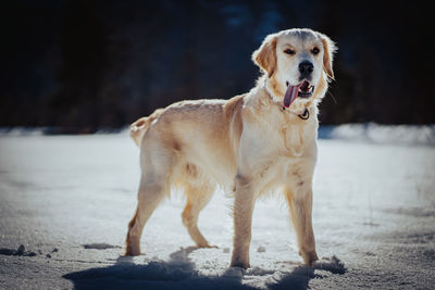 Dog running on field