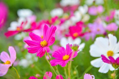 Close-up of pink cosmos flowers blooming on field