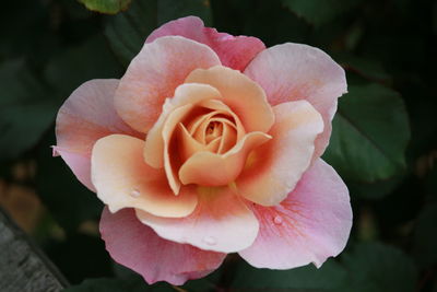 Close-up of pink rose