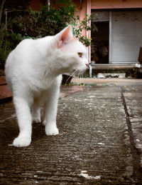 Close-up of cat looking away
