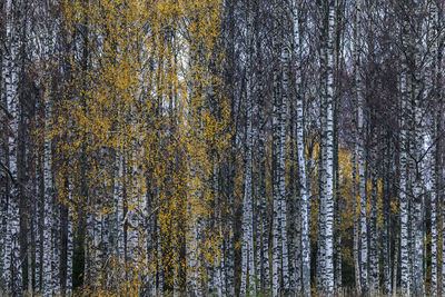 Full frame shot of pine trees in forest