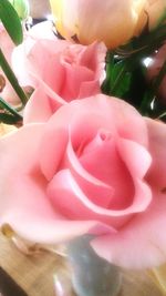 Close-up of pink rose