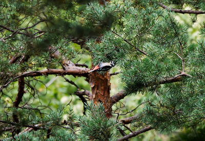 Bird perching on a tree