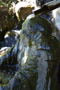 Close-up of tree trunk