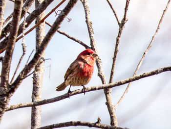 Bird perching on branch