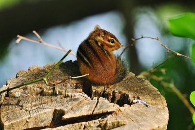 View of an animal sitting on a stump