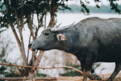 Close-up of a horse on field