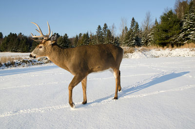 Horse standing on snow covered field